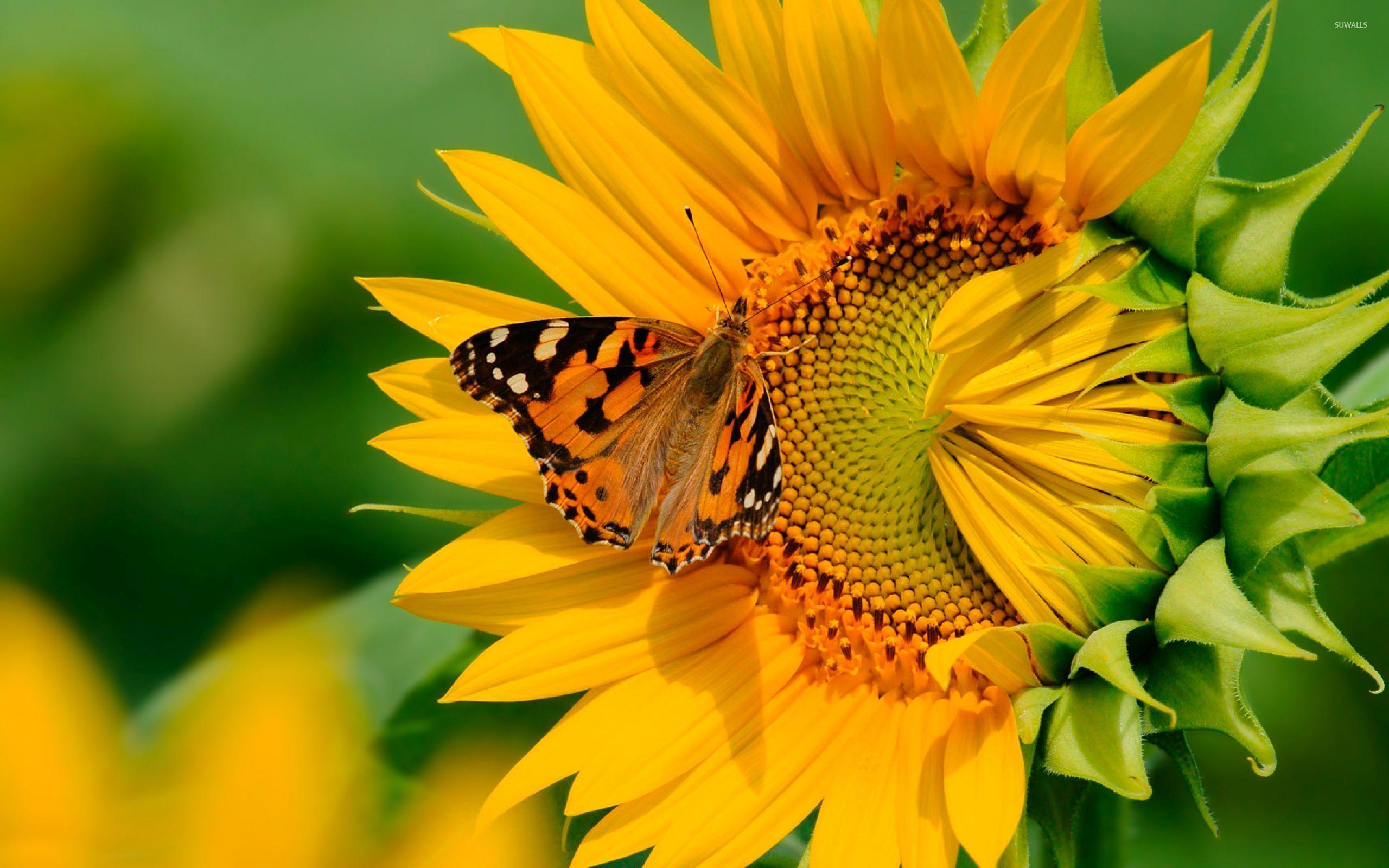 2560x1600 Sunflower Wallpaper and Background Image