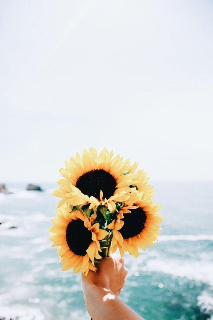 736x1104 Girasoles. iPhone wallpaper, Wallpaper