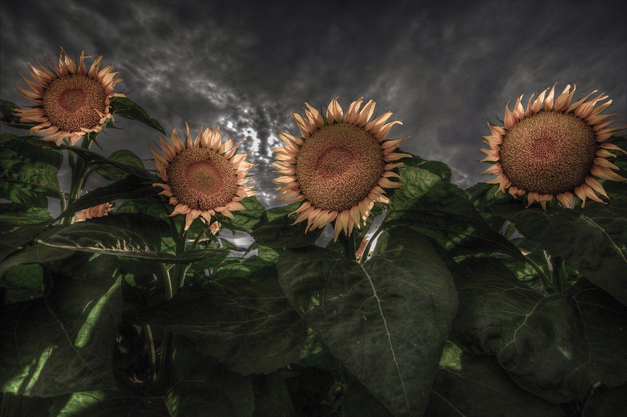 2048x1364 digital art flowers sunflowers plants wallpaper