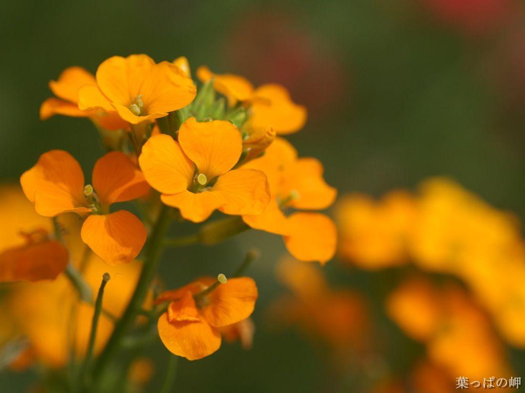1024x768 Zen Flowers. Download Free Wallpaper. Wallpaper for mac