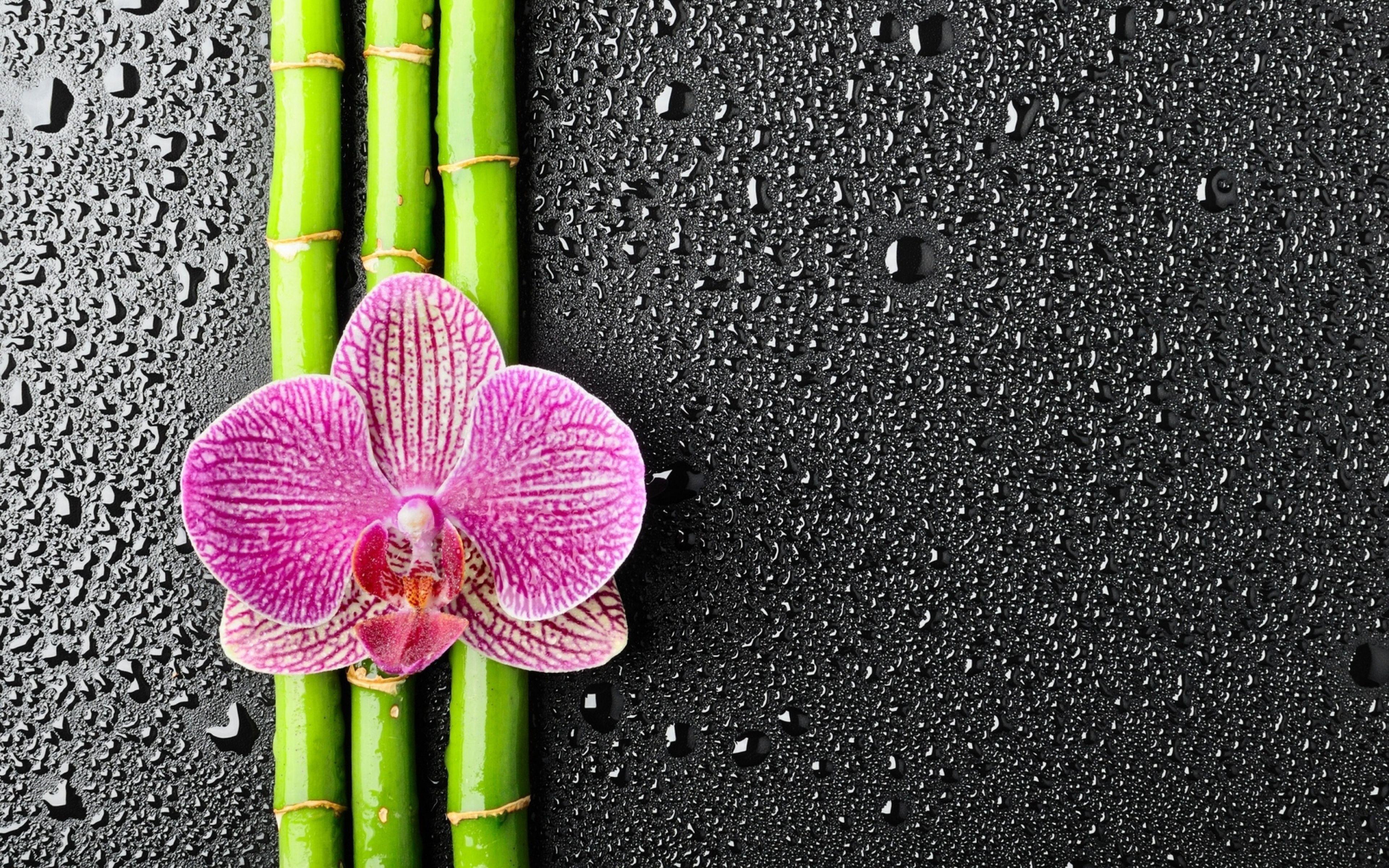 3840x2400 1920X1080 HD Flower Wallpaper