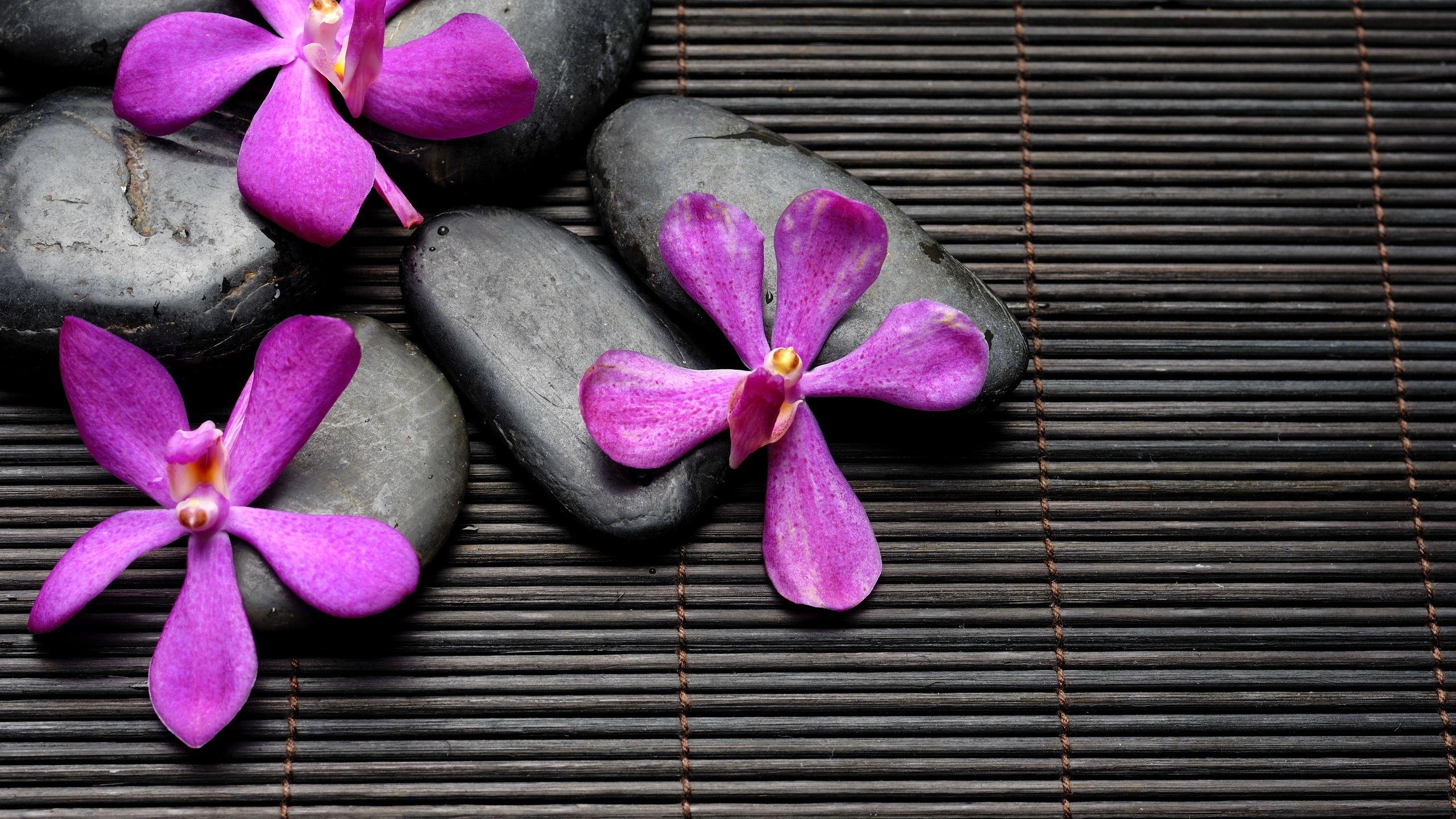2560x1440 bamboo, spa, spa, stones, flowers, zen, black