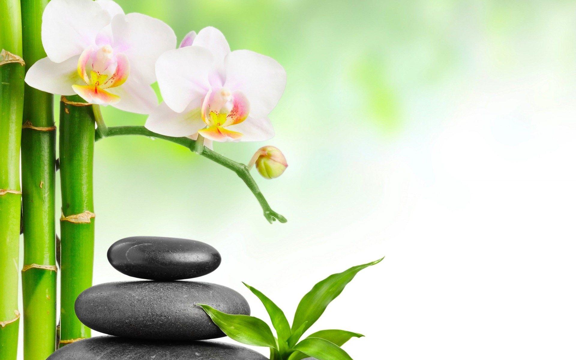 1920x1200 Spa Stones Bamboo Pink Flower Wallpaper HD For Desktop