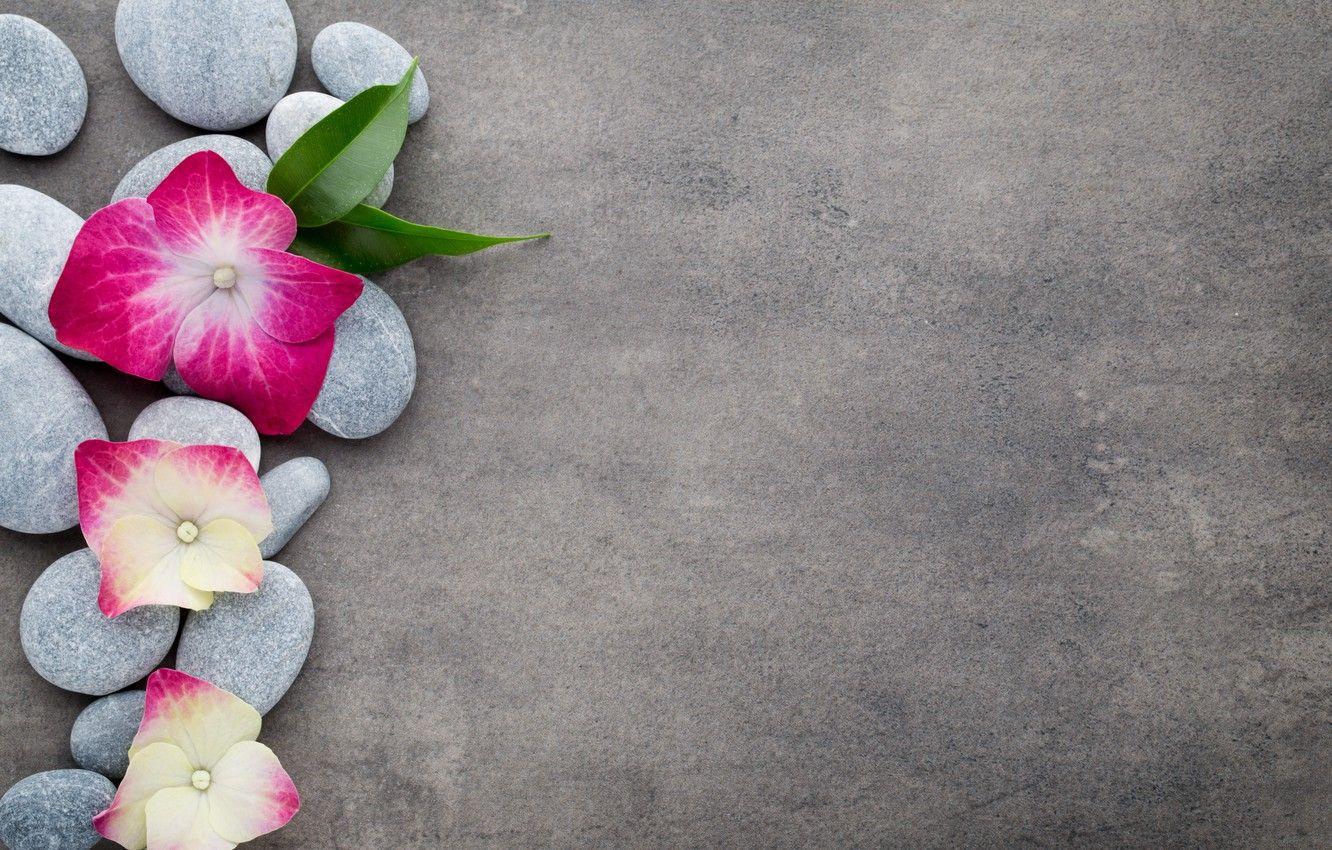 1332x850 Wallpaper flowers, stones, flower, orchid, stones, spa, zen