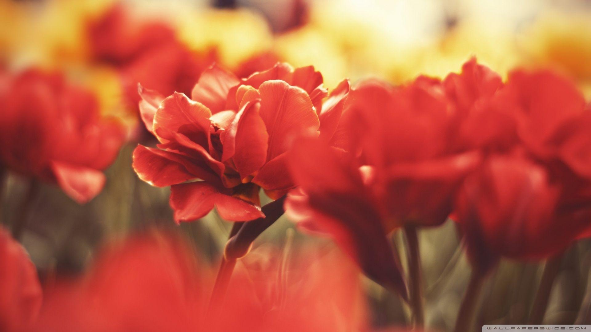 1920x1080 Beautiful Red Wallpaper