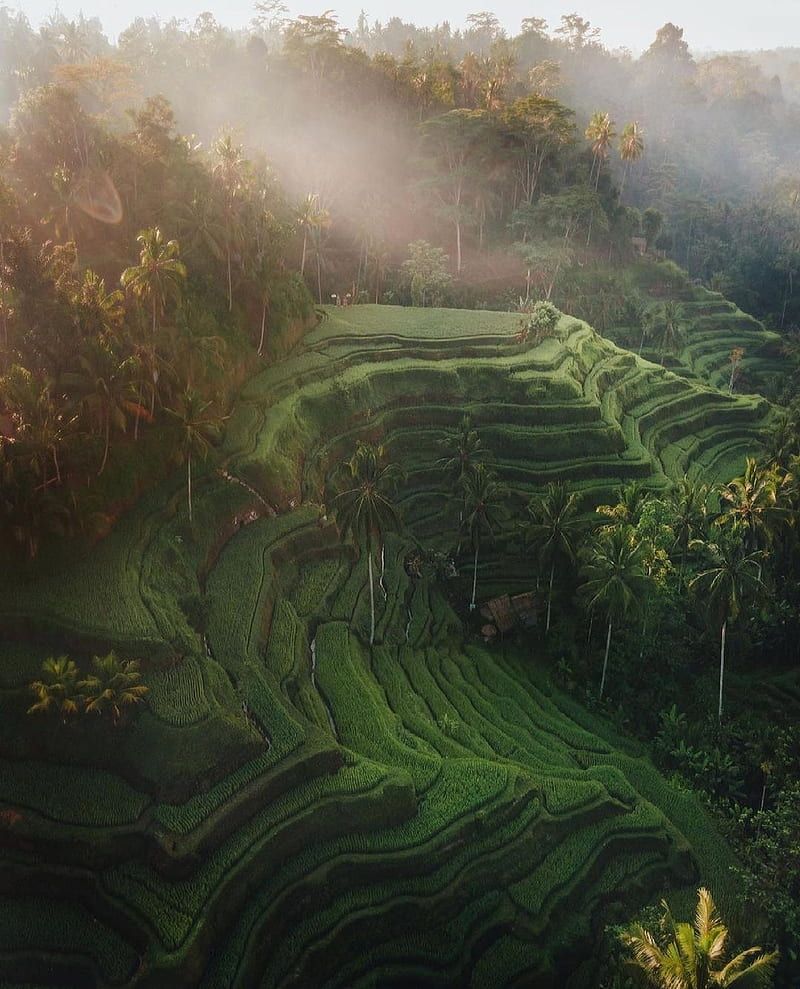 800x989 nature beauty, HD phone wallpaper