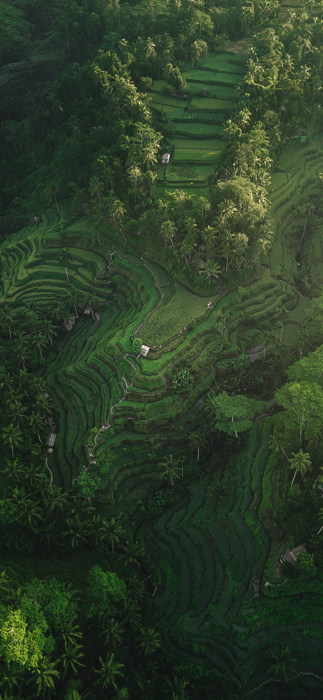 1242x2688 Indonesia Wallpaper for iPhone Pro