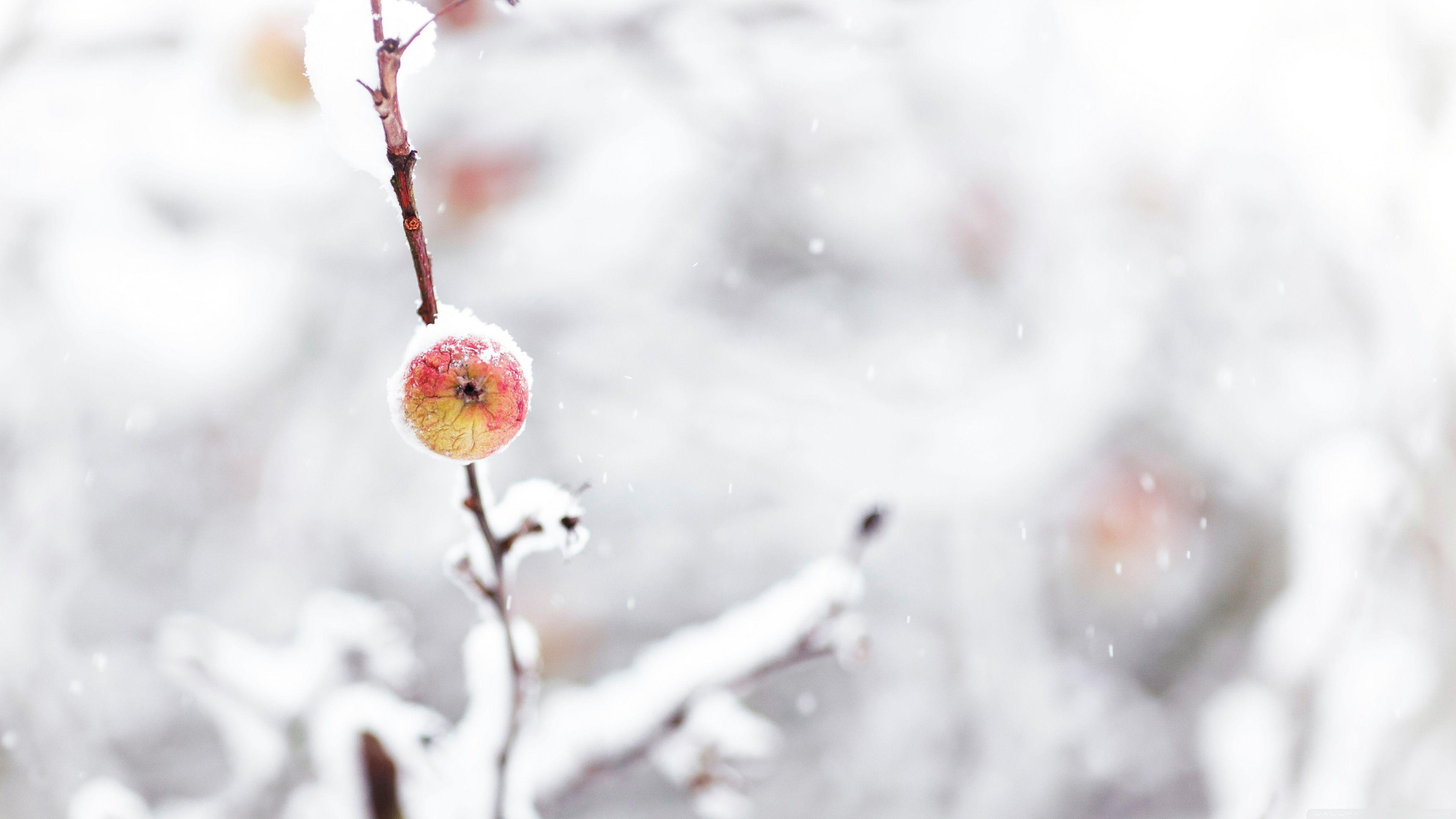 3840x2160 Frozen Apple, Winter ❤ 4K HD Desktop Wallpaper for 4K Ultra HD TV