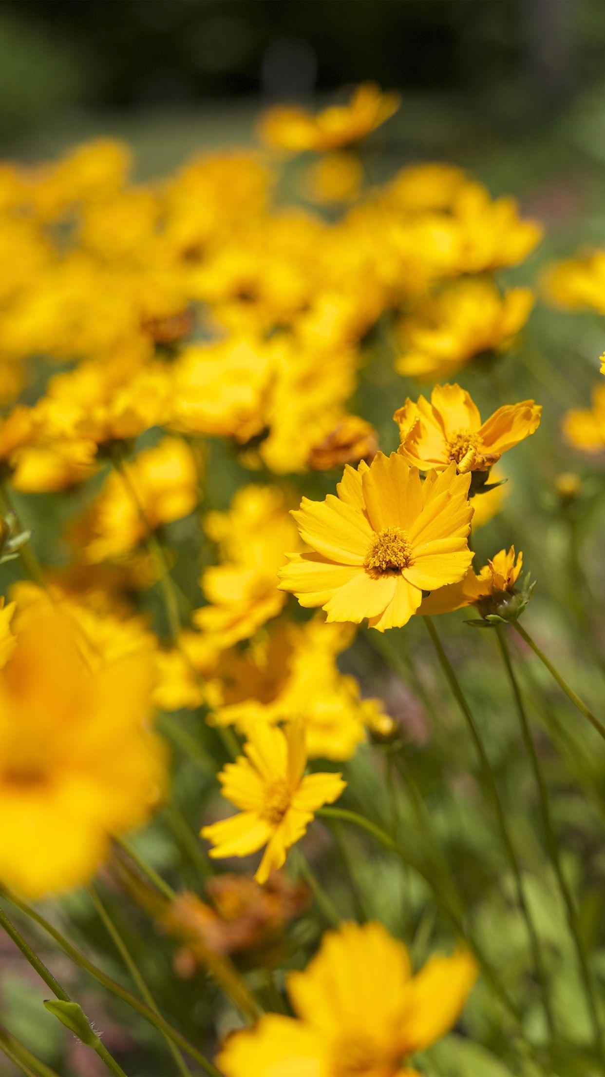 1242x2208 iPhone 6 wallpaper. flower yellow