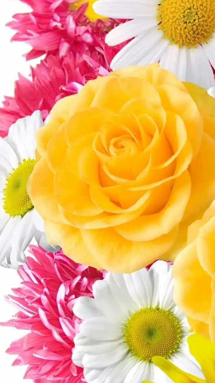 720x1280 The Flower Garden ☺. iPhone