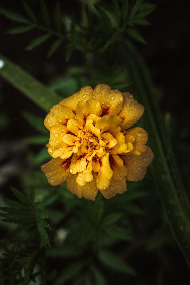 Yellow Flower iPhone Wallpapers Top Free Yellow Flower iPhone