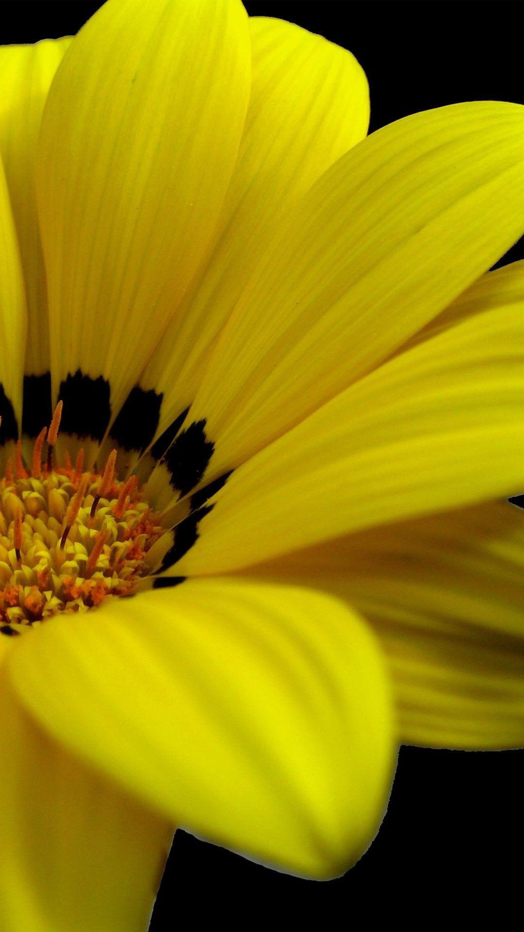 1080x1920 Yellow Flower, Fresh, Macro, Nature, Spring wallpaper