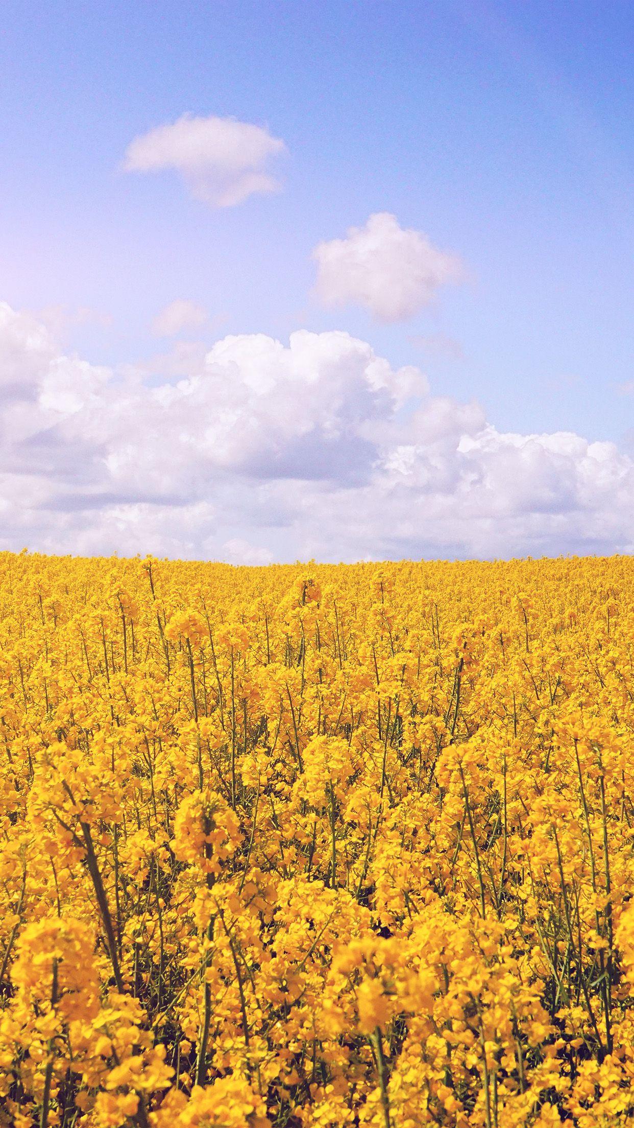 1242x2208 iPhone wallpaper. yellow flower