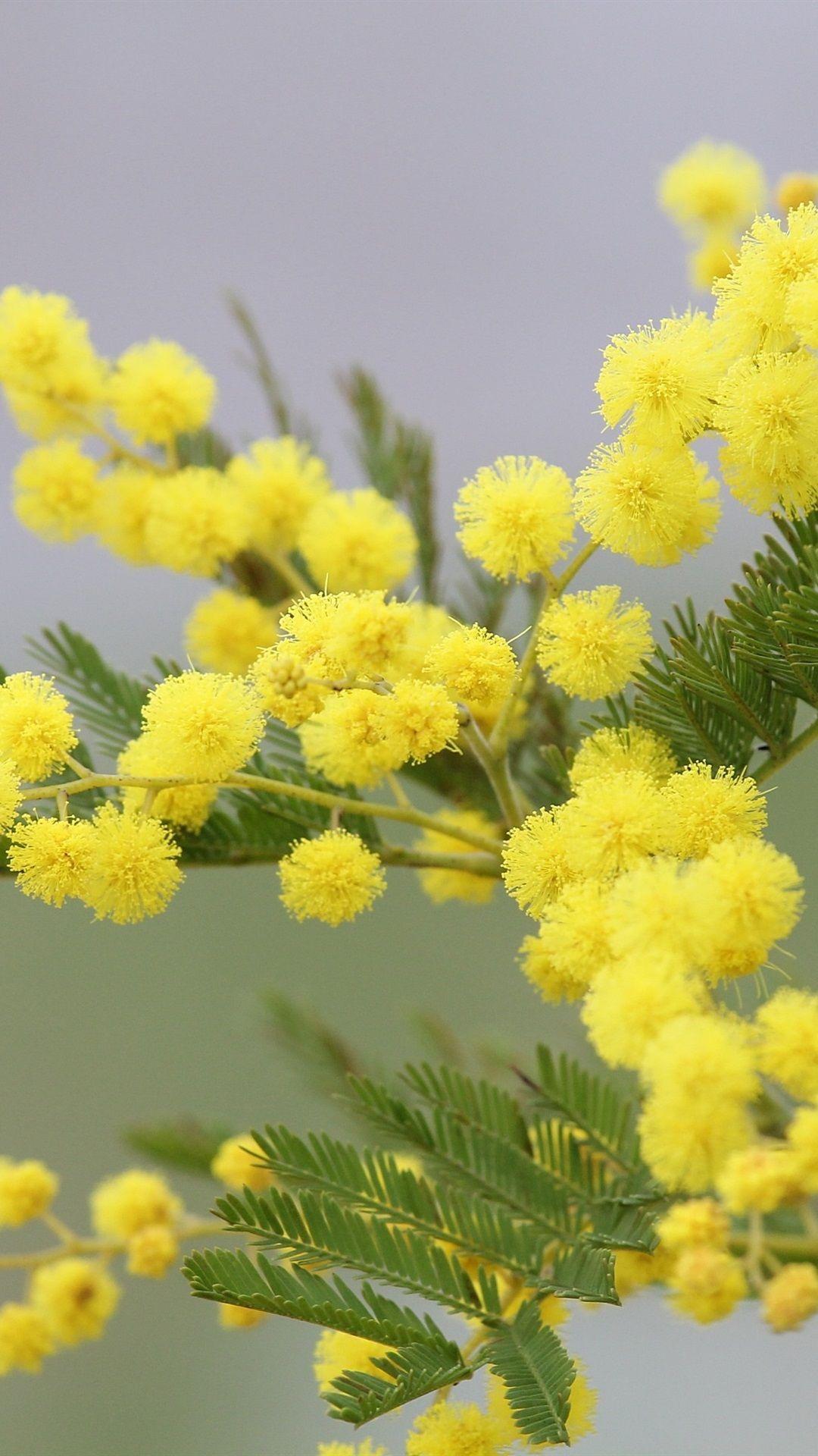 1080x1920 Mimosa Yellow Flowers 1080x1920 IPhone 8 7 6 6S Plus