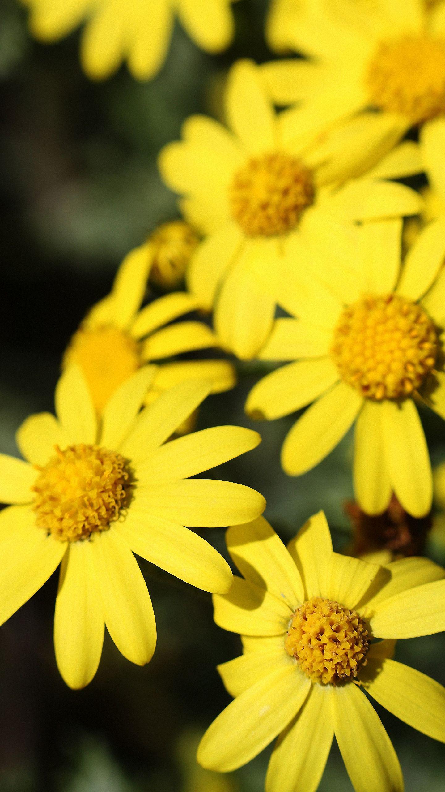 1440x2560 Flower iPhone 6s / 7 / Plus Wallpaper HD