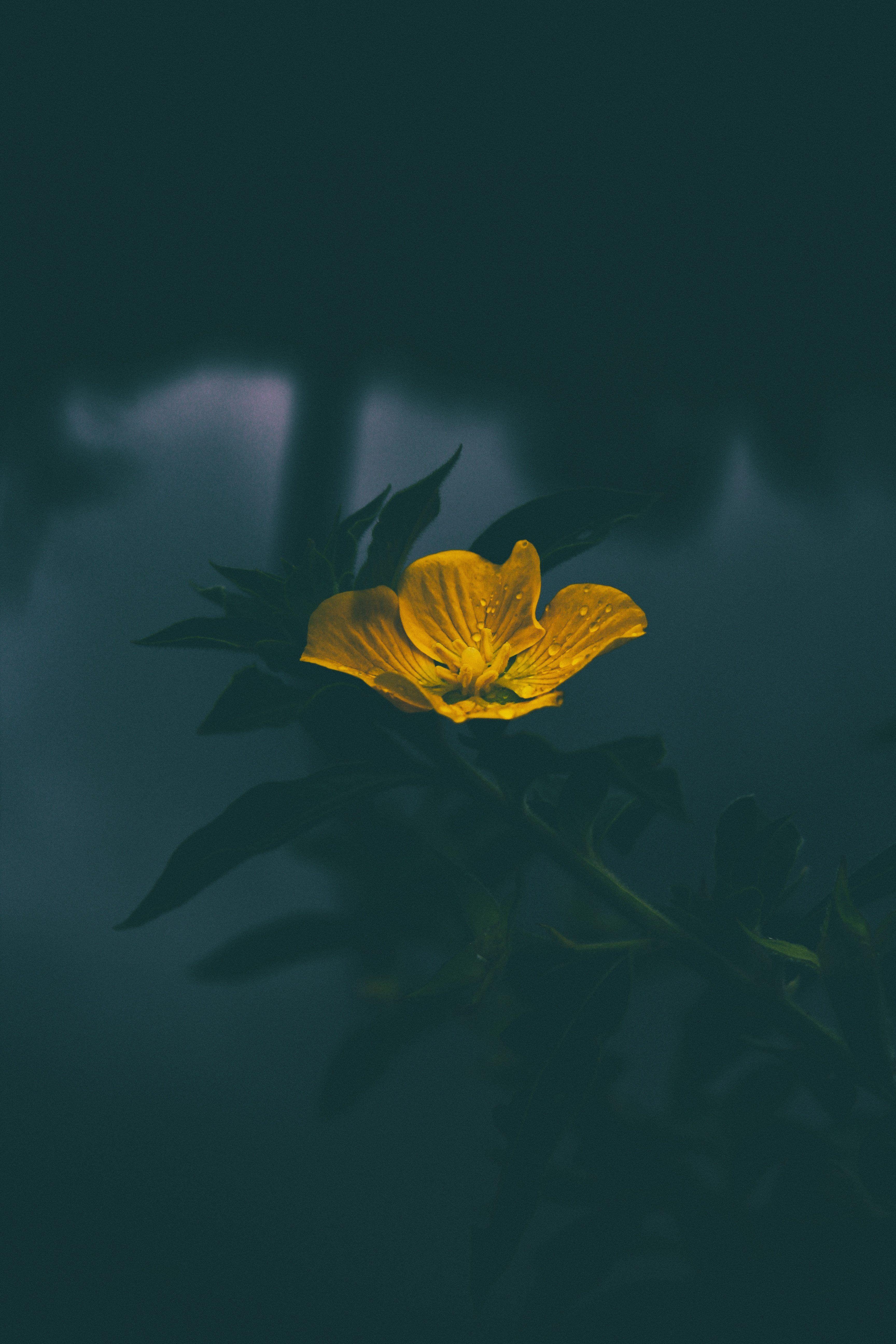 3456x5184 Yellow Flower iPhone Wallpaper