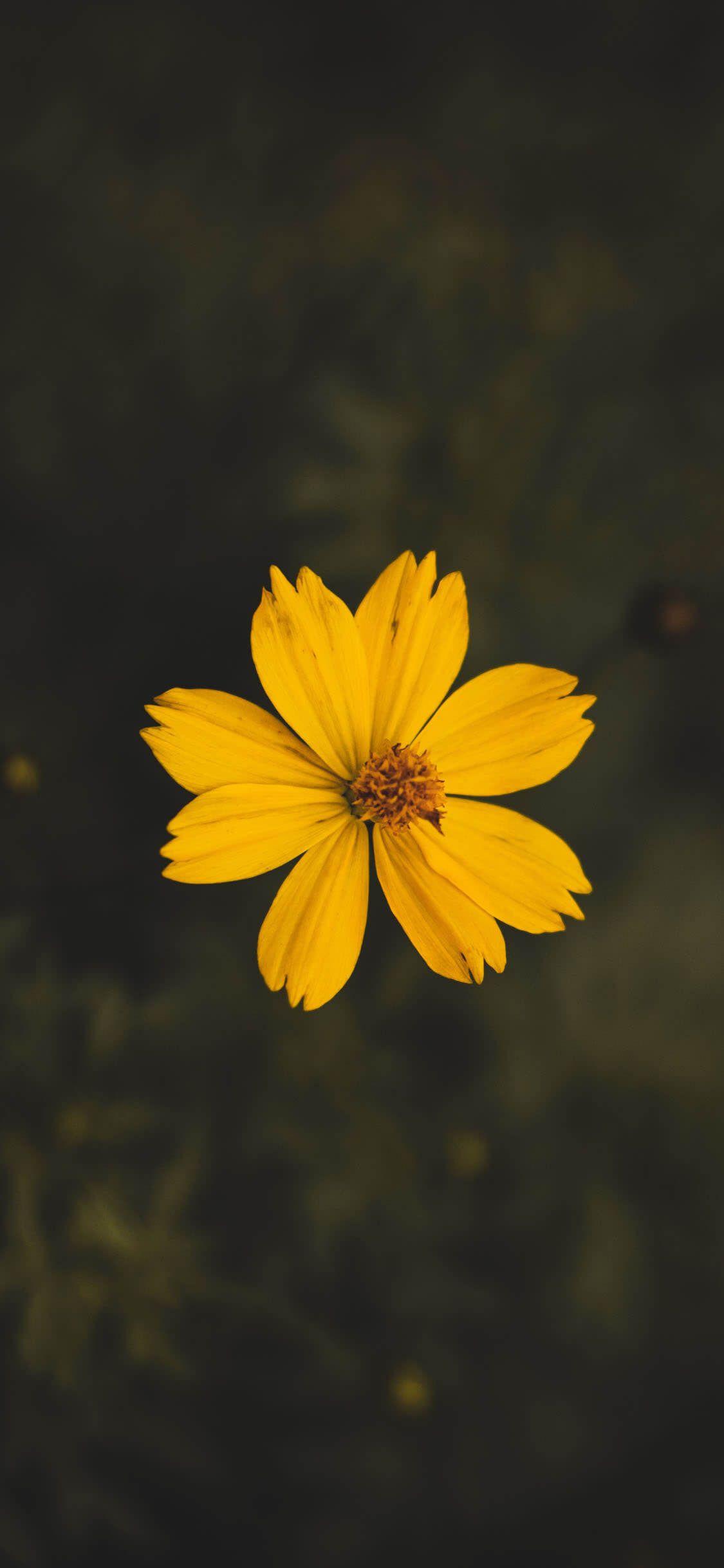 Yellow Flower iPhone HD Wallpapers - Top Free Yellow Flower iPhone HD