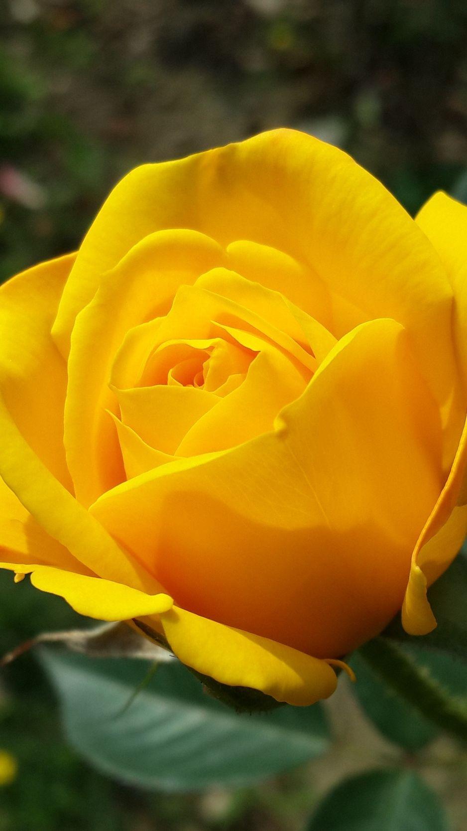 938x1668 Download wallpaper 938x1668 rose, yellow, flower, bush, bud
