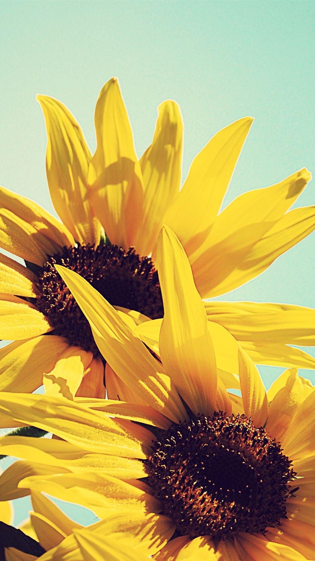 1080x1920 iPhone Wallpaper. Sunflower, Flower, Yellow, Petal