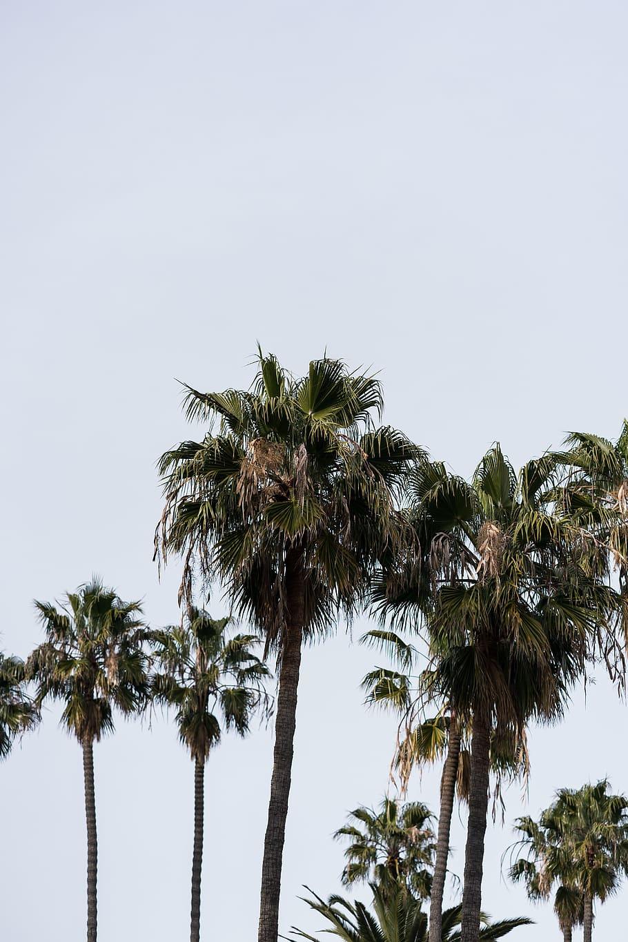 910x1365 HD wallpaper: united states, santa barbara, california, los