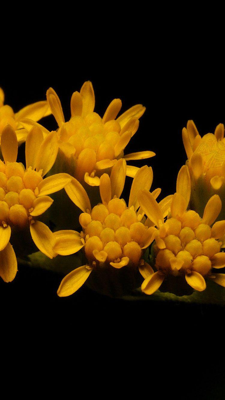 750x1334 HD Yellow iPhone Wallpaper