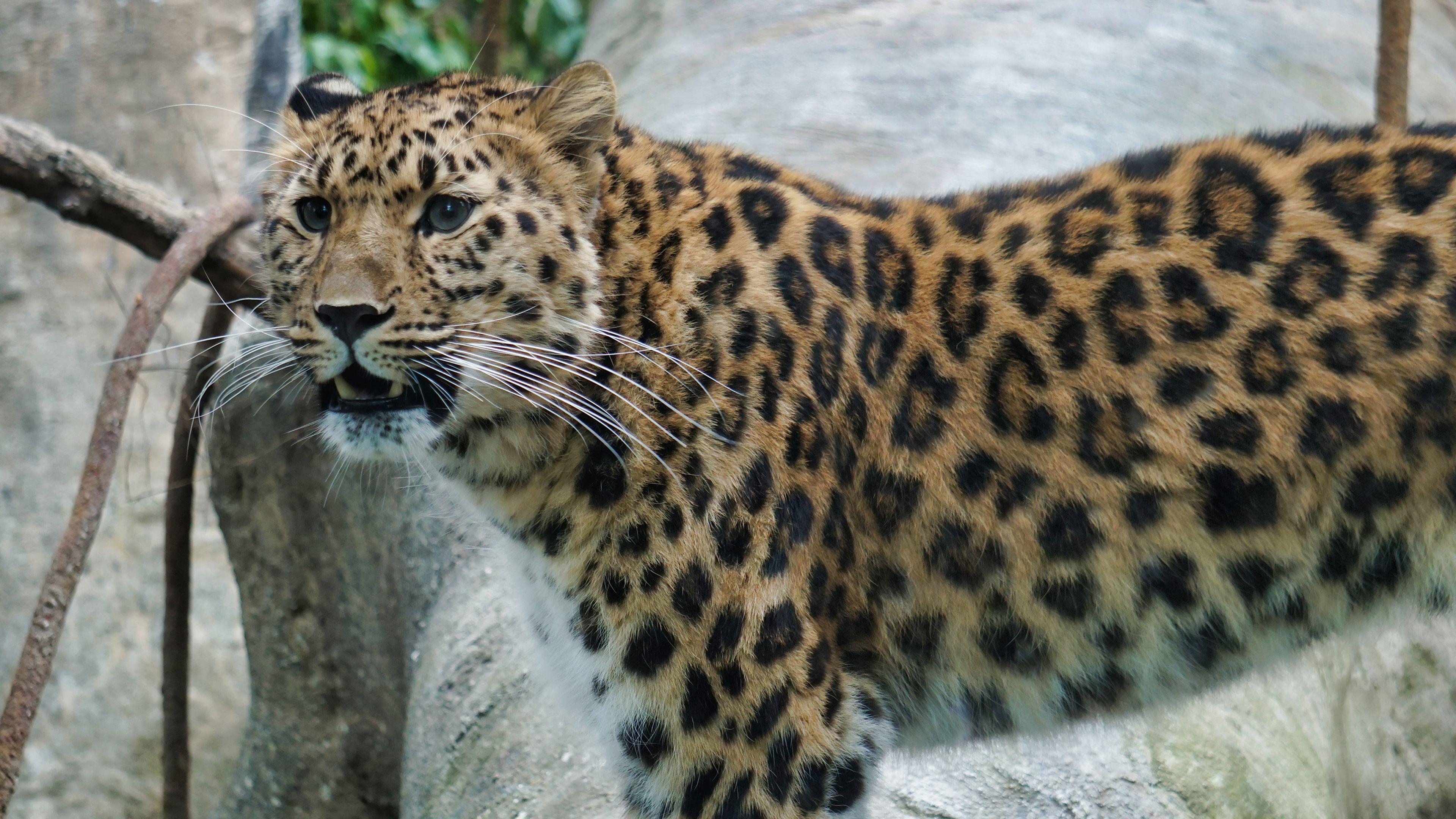 Amur Leopard Wallpapers - Top Free Amur Leopard Backgrounds ...