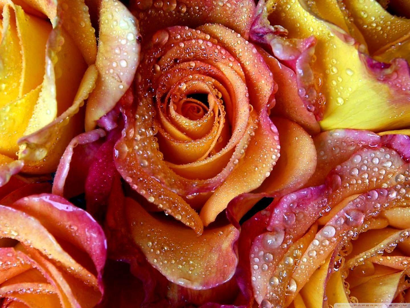 1440x1080 Yellow Pink Roses ❤ 4K HD Desktop Wallpaper for 4K Ultra HD