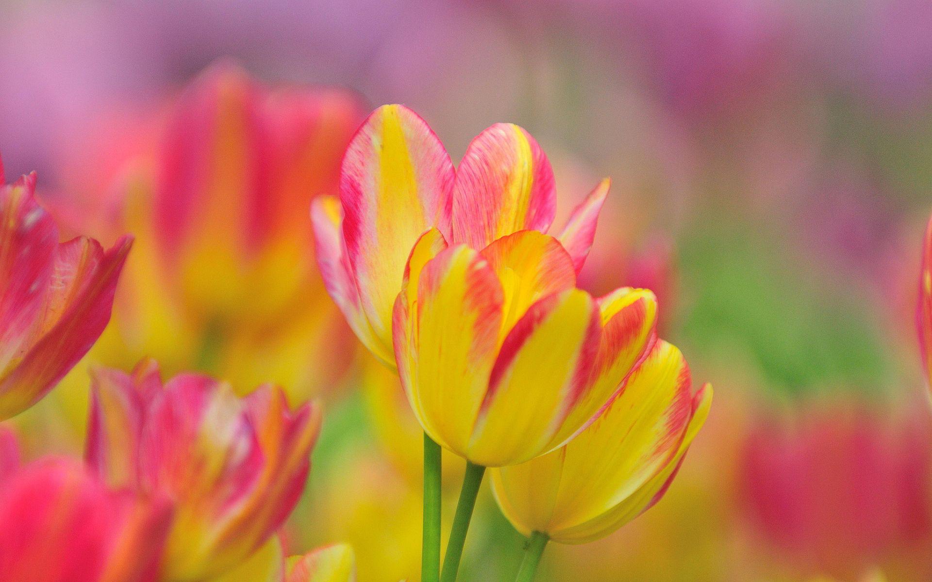 1920x1200 Yellow pink tulips