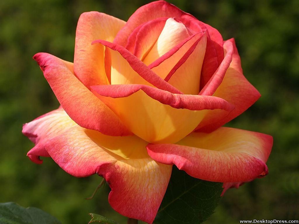 1024x768 Desktop Wallpaper Flowers Background Yellow and Pink