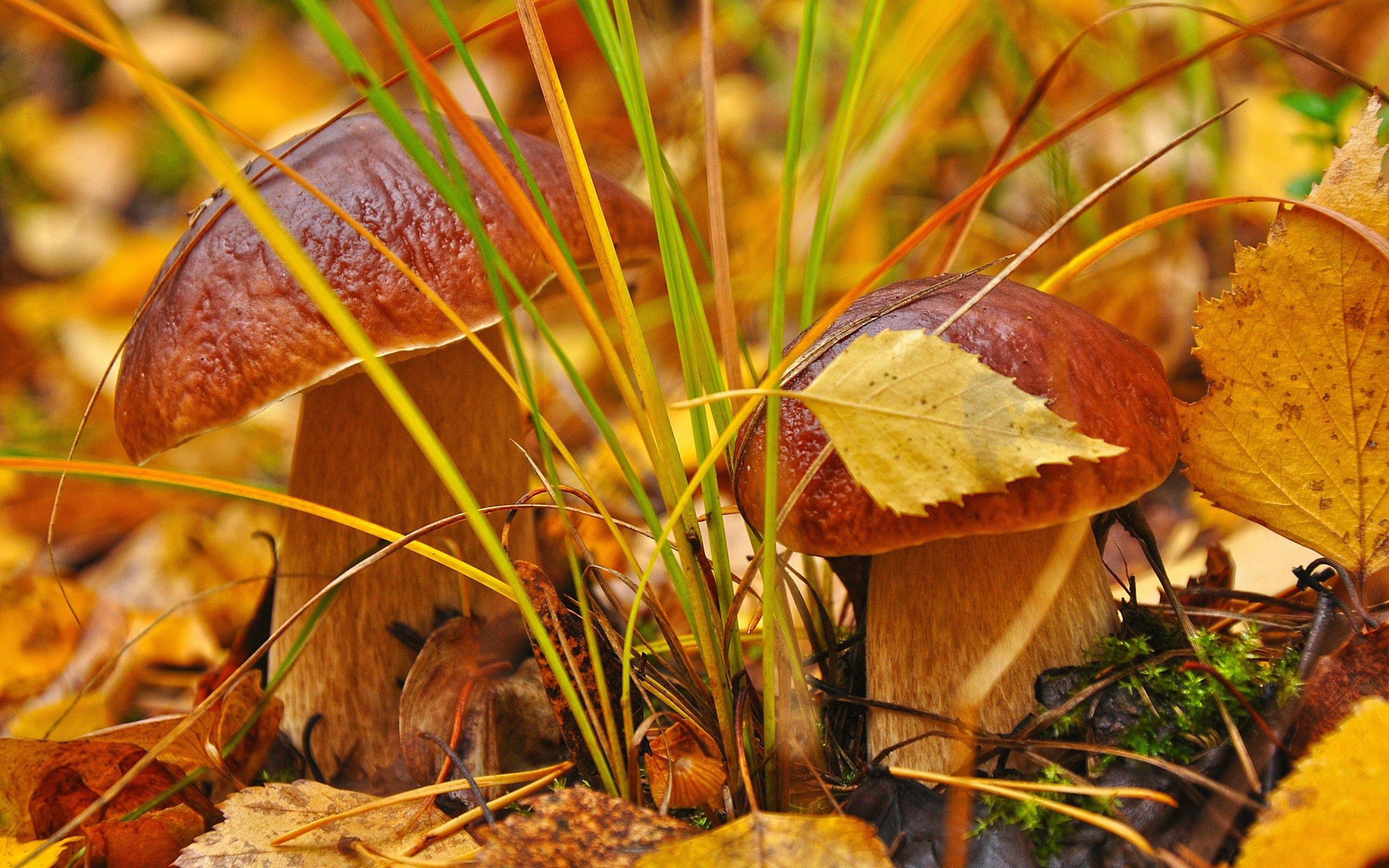 2560x1600 Fall Harvest Wallpaper