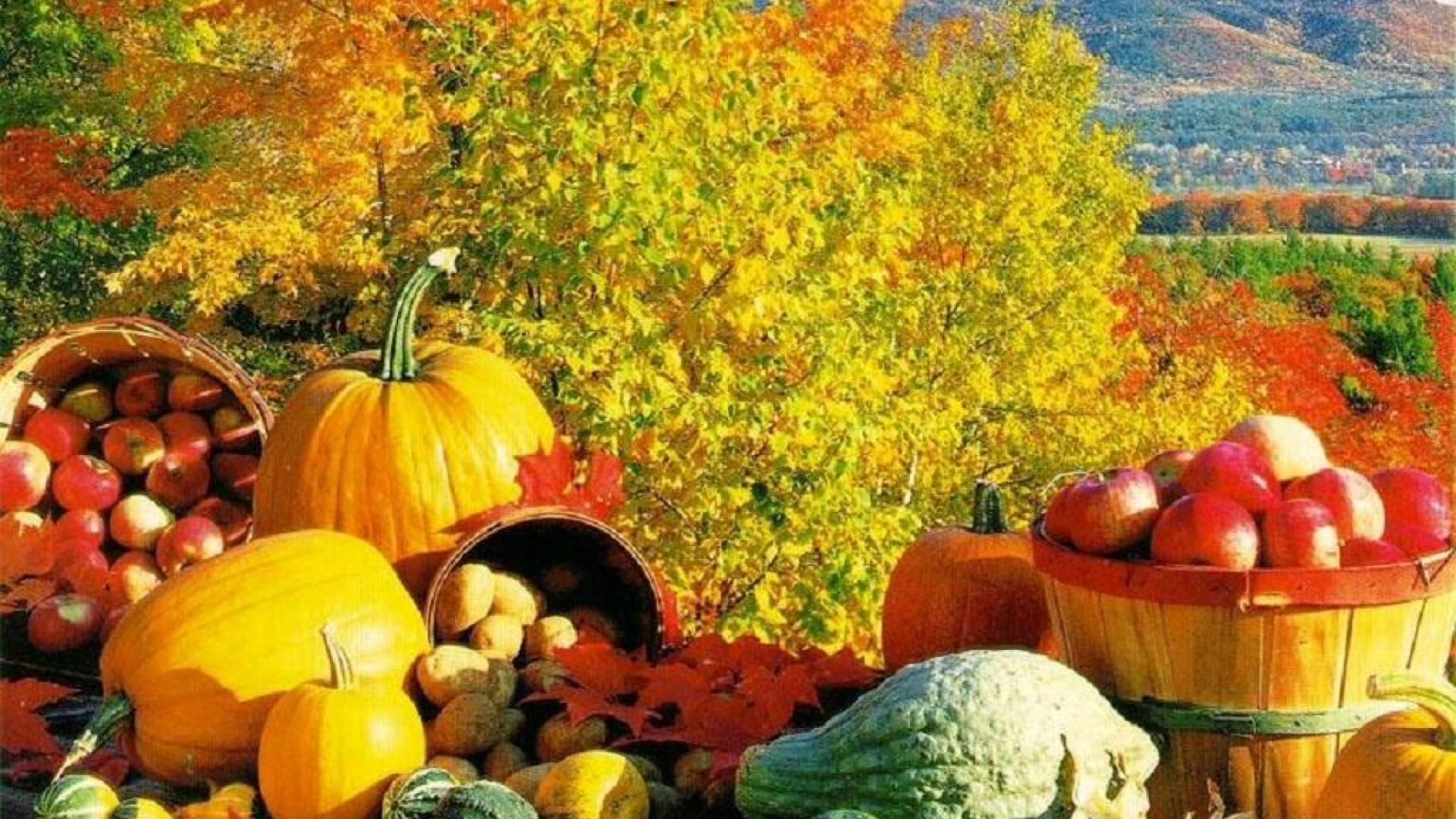 Fall Harvest Wallpaper Images Harvest Fall Autumn Pumpkins Wallpaper ...