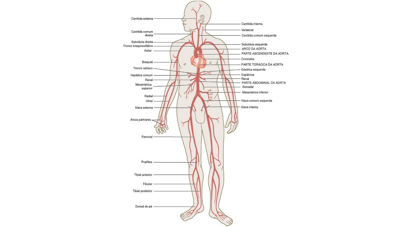 1366x768 Human Anatomy illustration, anatomy, medicine HD wallpaper