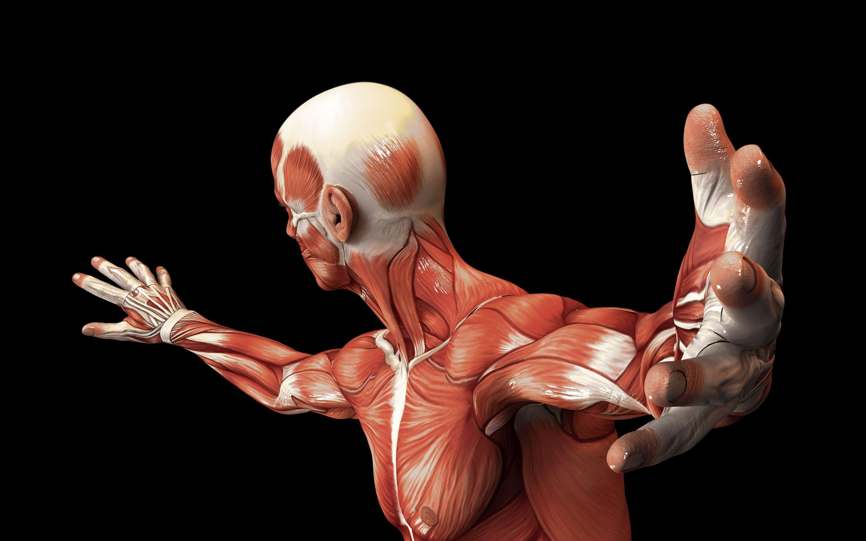 2880x1800 Download wallpaper muscle of human, anatomy, science