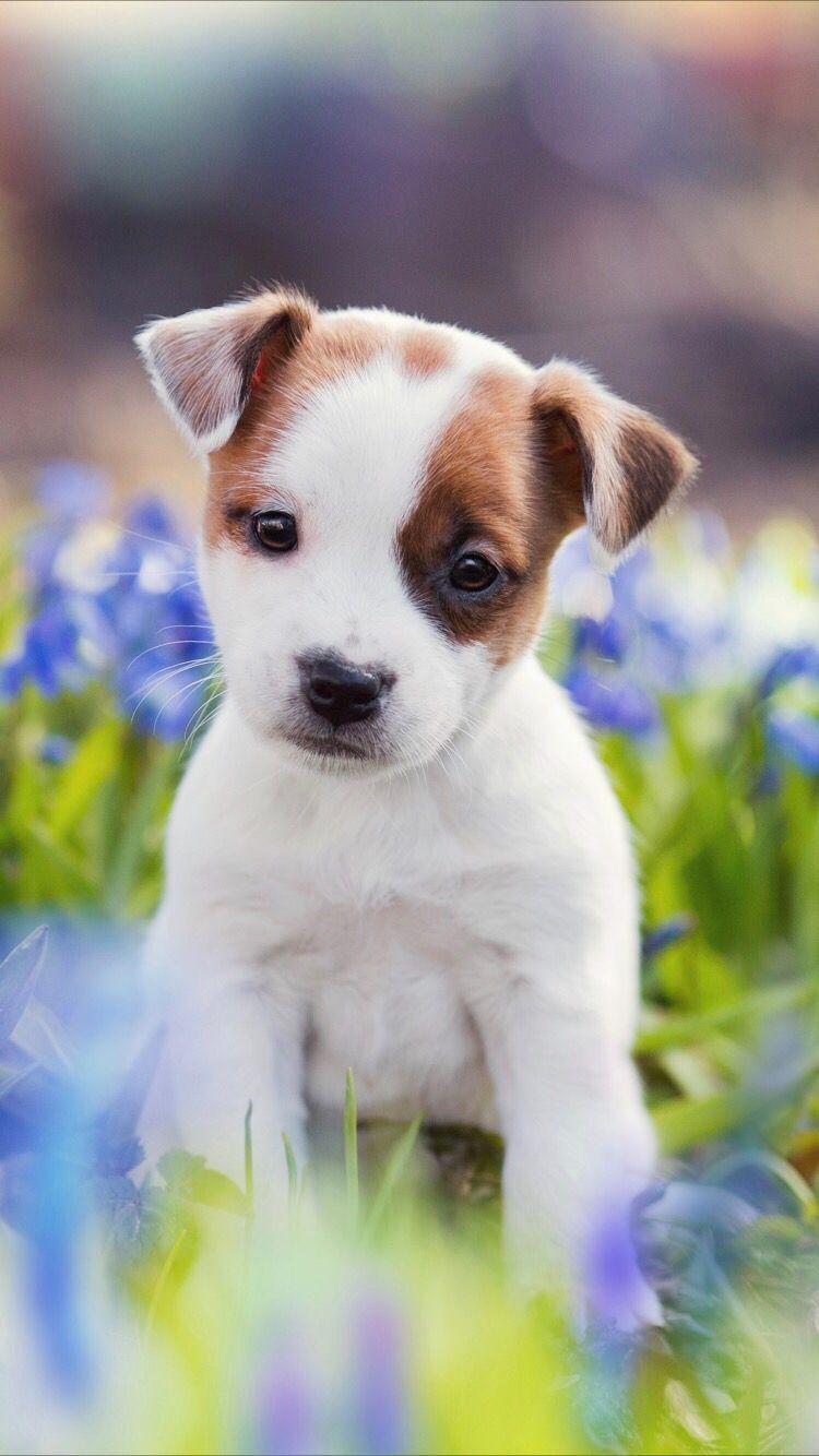 Super Cute Puppies Wallpapers - Top Free Super Cute Puppies Backgrounds -  WallpaperAccess
