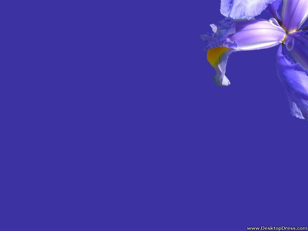 Blue Iris Wallpapers Top Free Blue Iris Backgrounds Wallpaperaccess 0821