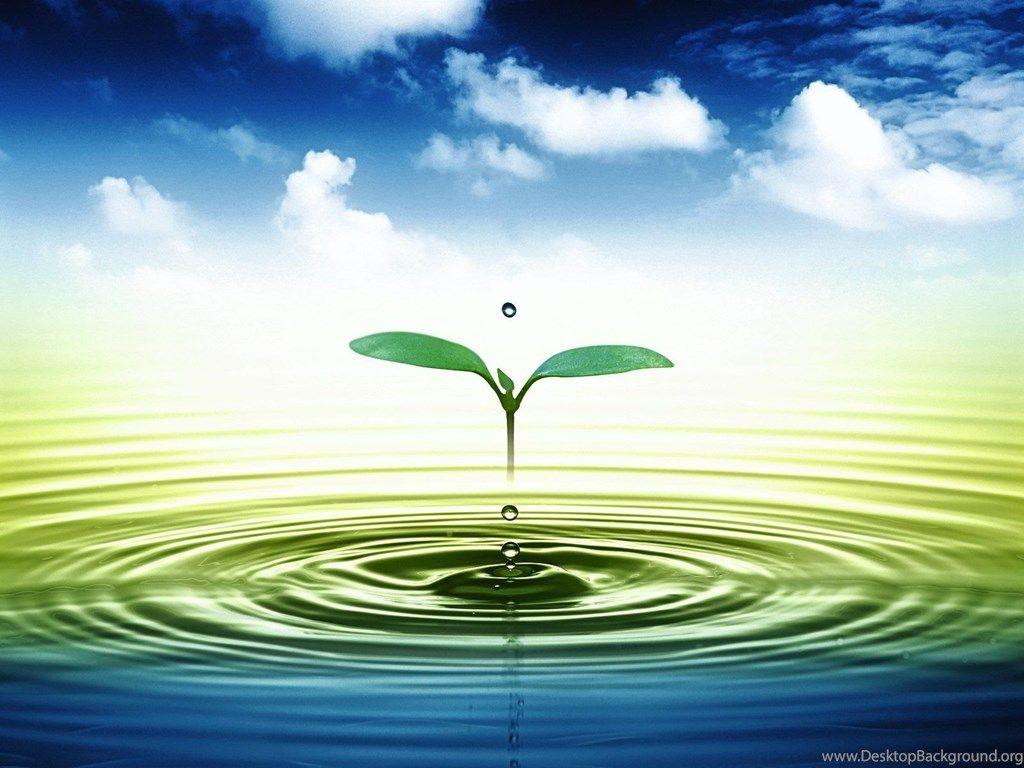 1024x768 3D Leaves And Water Drop Wallpaper Desktop Background