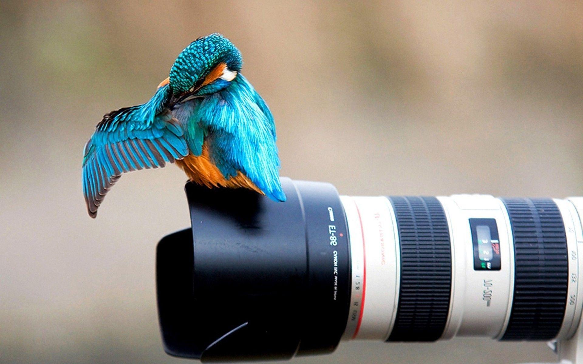 1920x1200 Animals, Nature, Birds, Kingfisher, Canon, Camera Wallpaper