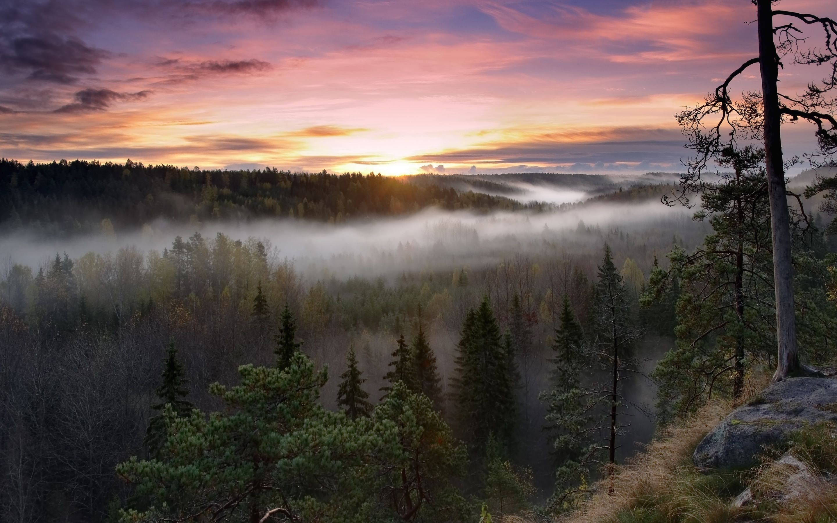2880x1800 Wallpaper 4K, Finland, Sunrise, Fog, Forest