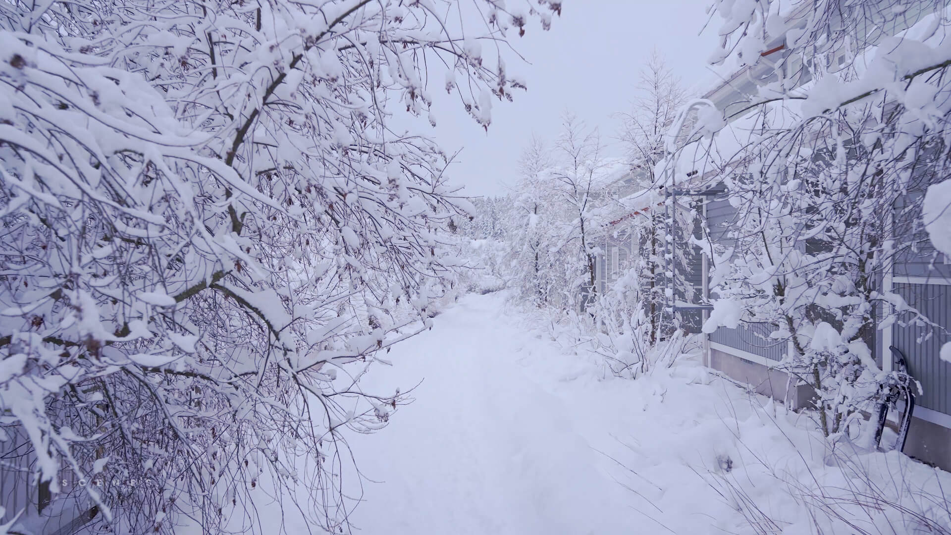 1920x1080 Magical Snow Walk in Winter Wonderland