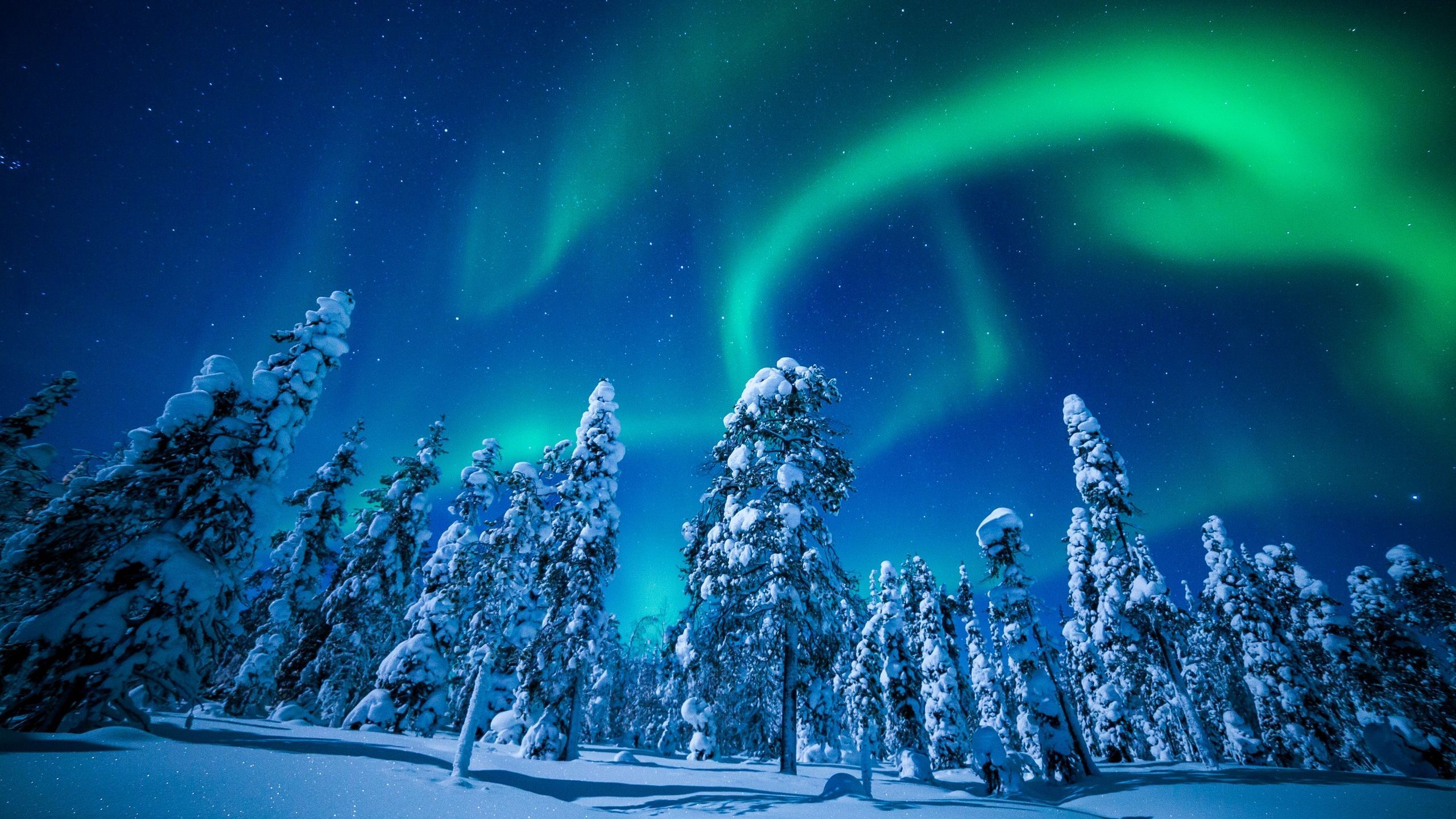 2560x1440 Lapland, Finland, winter, snow, tree