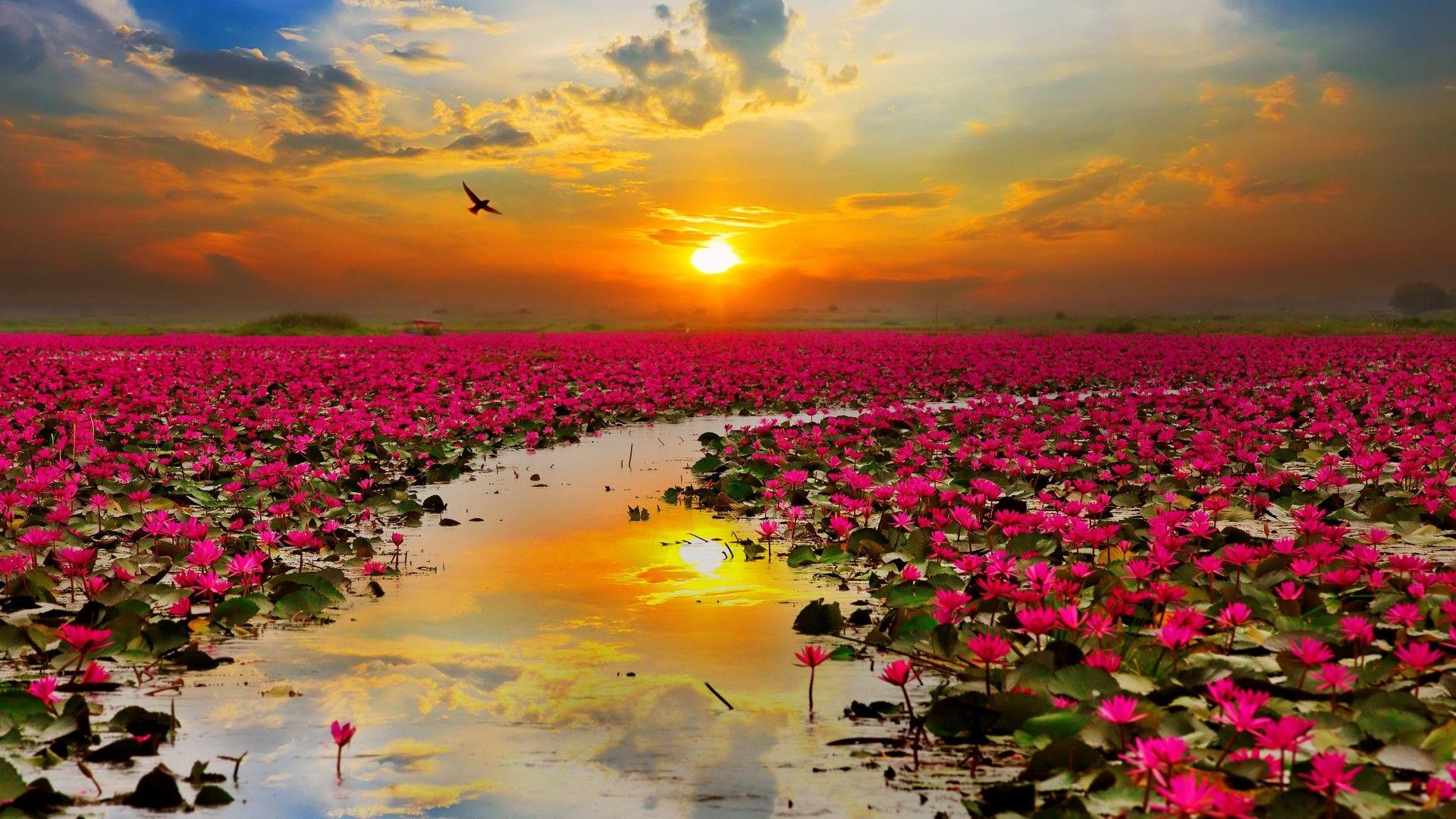 Flower Sunset Wallpapers - Top Free Flower Sunset Backgrounds