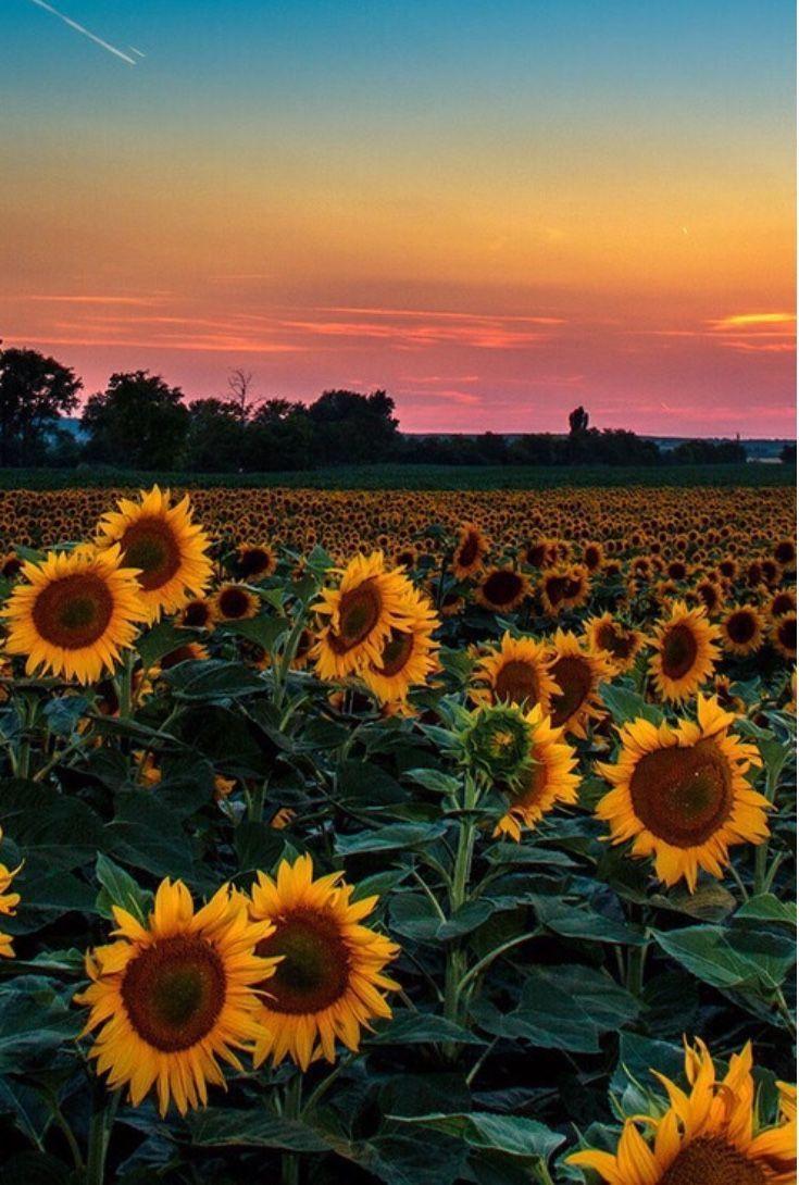 735x1090 Yellow Aesthetic Sunset Wallpaper Free Yellow
