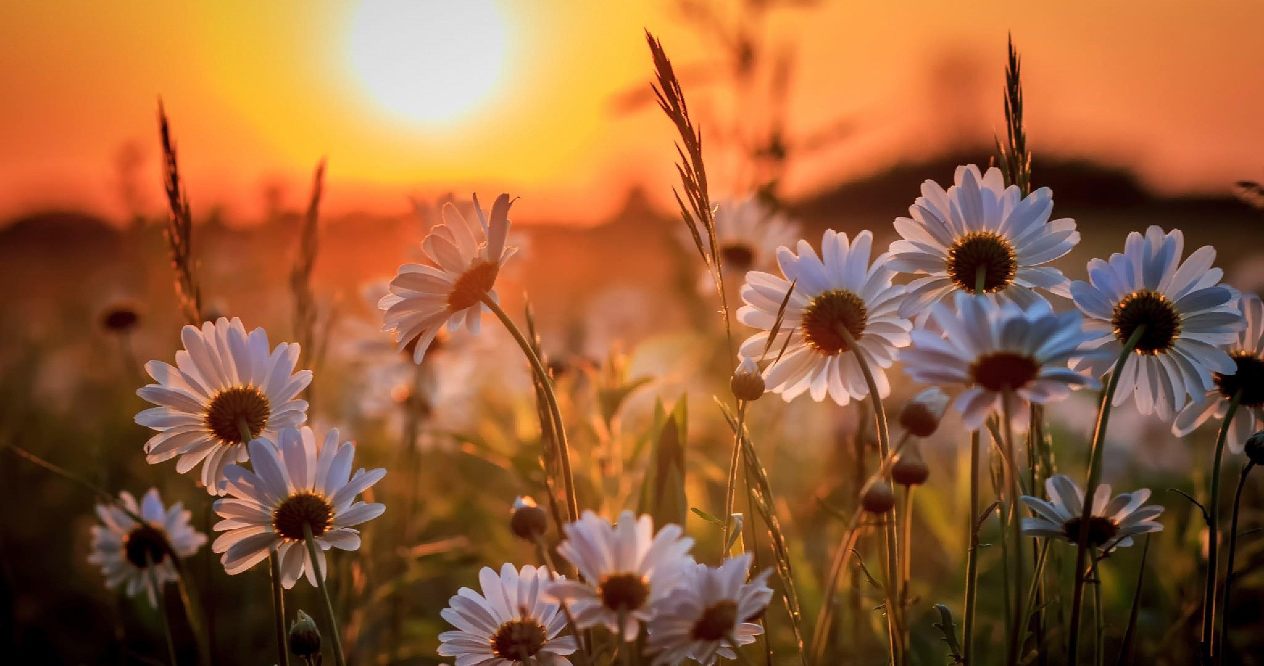 Flower Sunset Wallpapers - Top Free Flower Sunset Backgrounds - WallpaperAccess