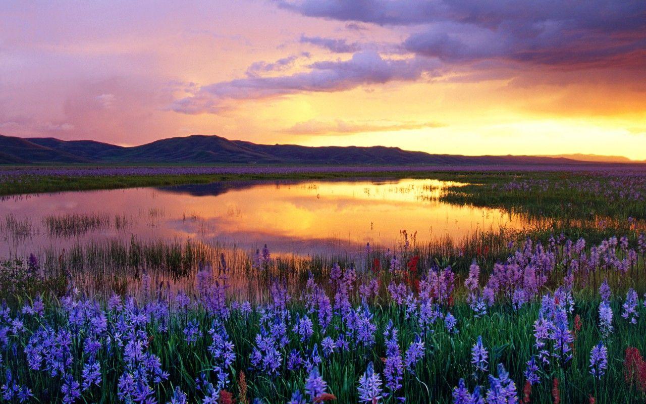 1280x800 Lilac Flowers Swamp Sunset wallpaper. Lilac Flowers Swamp