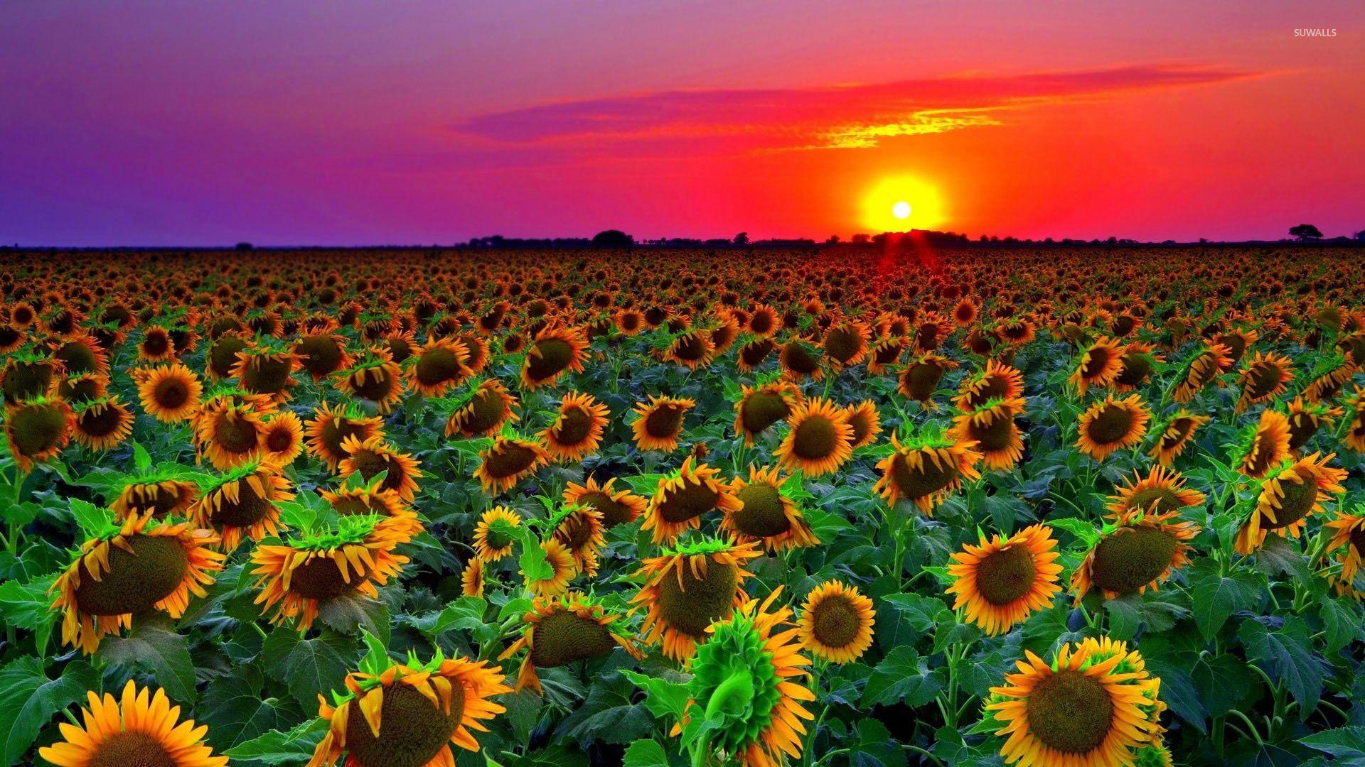 1920x1080 Free photo: Sunflower during Sunset