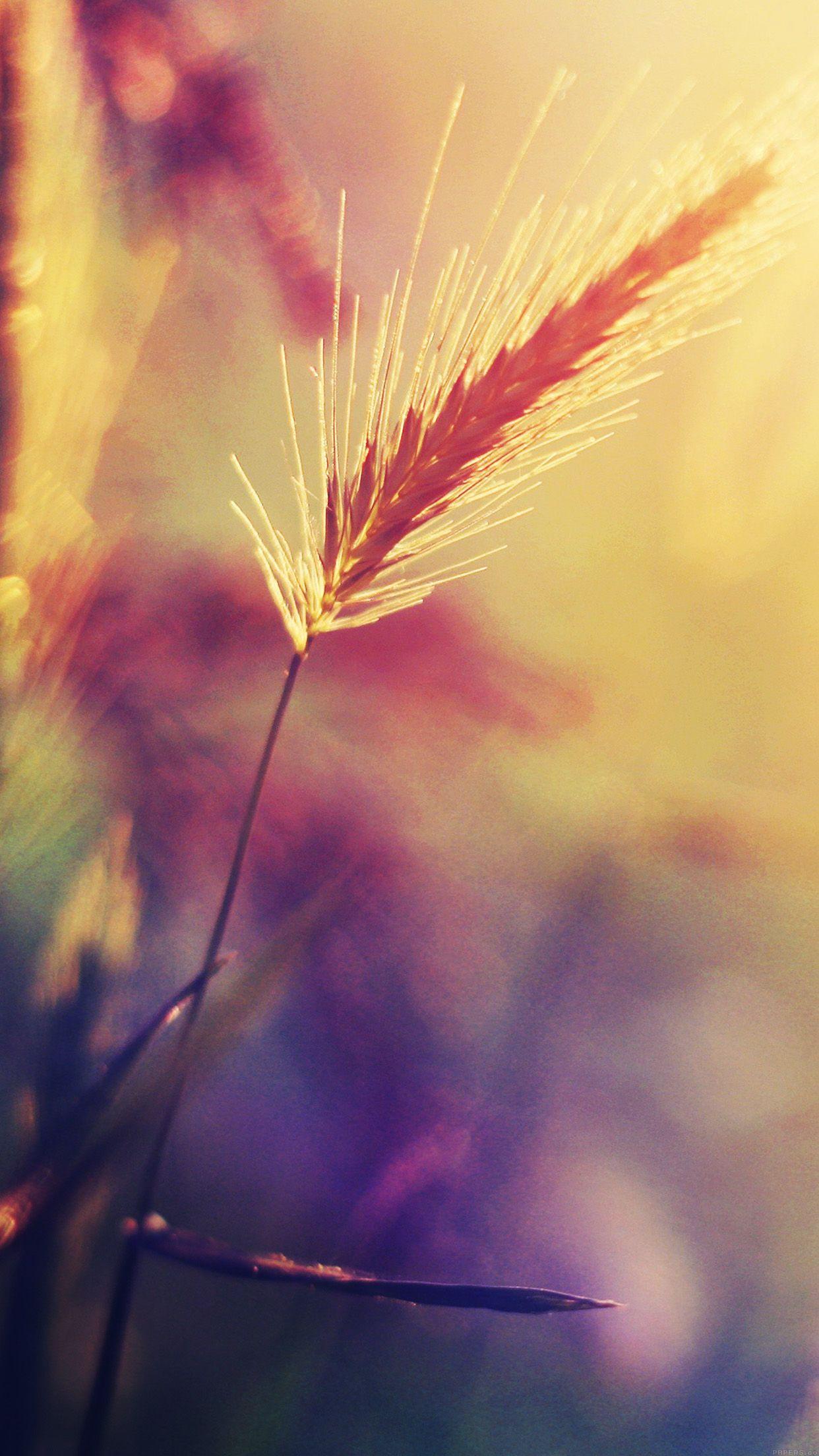 1242x2208 Sunset Reed Flower Flare Nature Android wallpaper