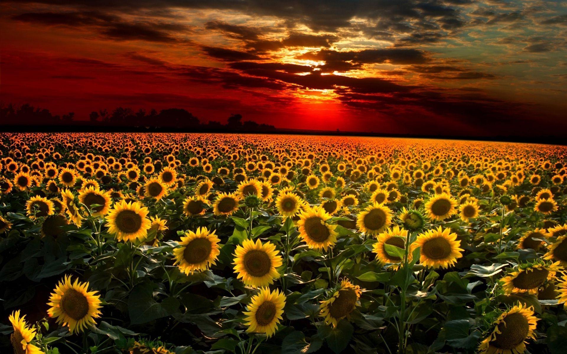 1920x1200 Sunflowers At Sunset Wallpaper