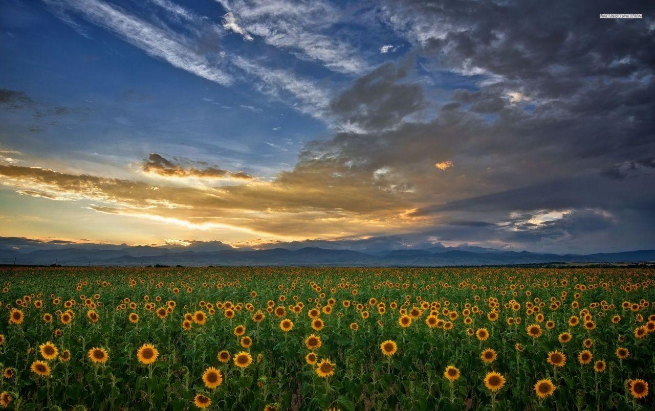 1280x804 Sun Flower Field Clouds Sunset wallpaper. Sun Flower Field