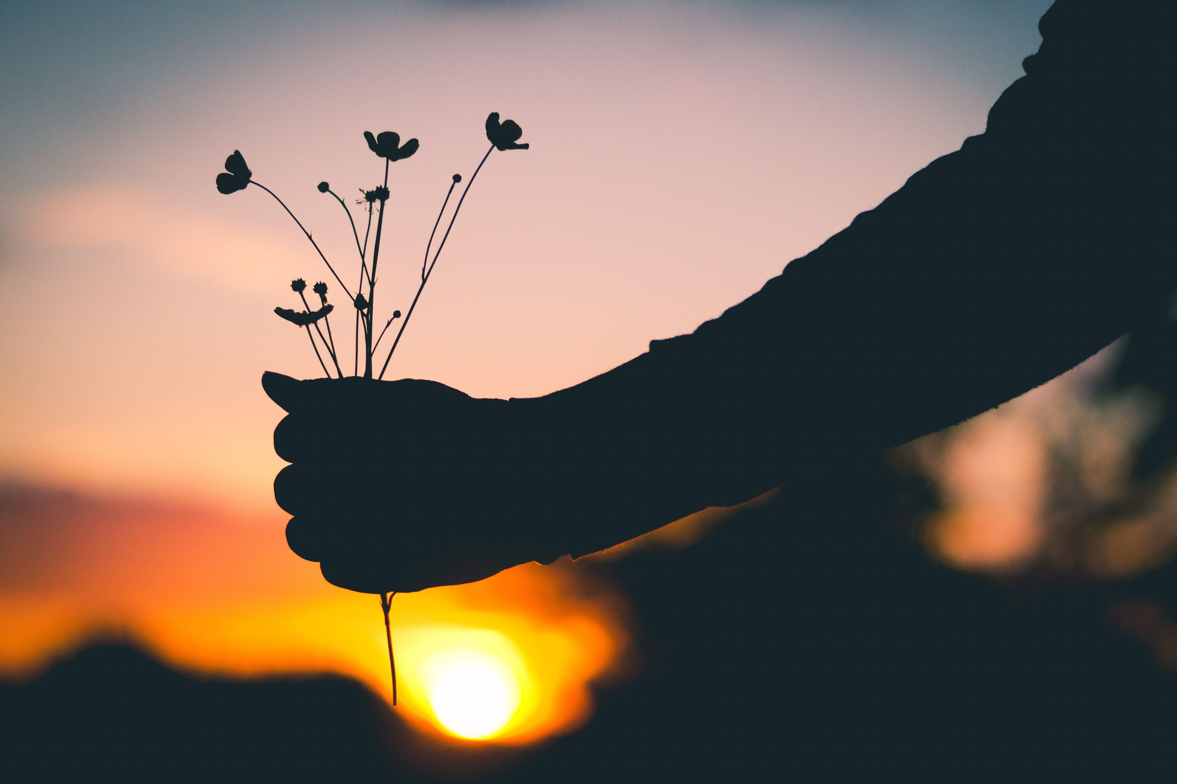 4608x3072 Download wallpaper 4608x3072 hand, flowers, silhouette