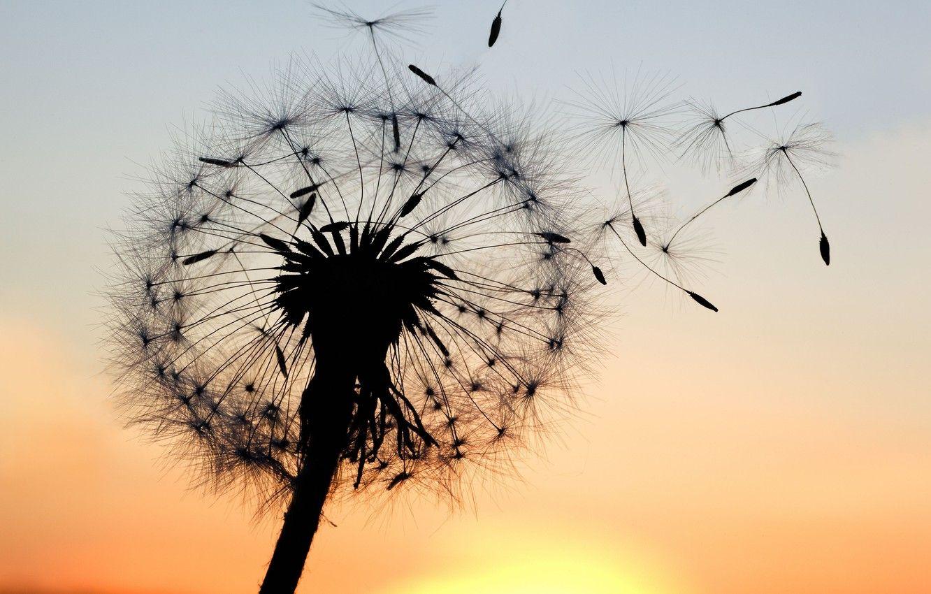 1332x850 Wallpaper the sky, macro, sunset, flowers, background